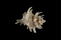 藏品(臺灣花仙螺)的圖片